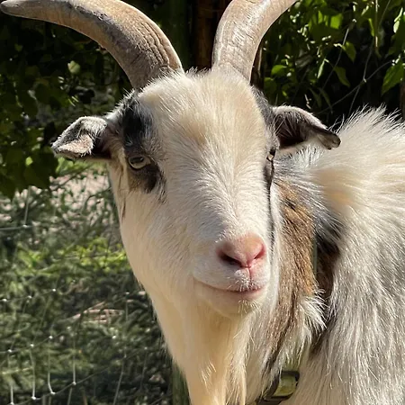 Grand 1777 Neckarmuehle *